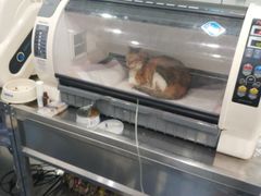 -伟伟宠物医院·CT影像中心·瑞派犬猫综合性门诊(汉口总院)