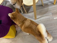 -柴迷FANS CLUB·柴犬狗咖·猫咖