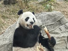 -武汉动物园