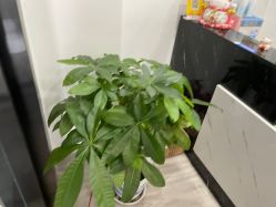 -凡碧诗毛孔收细