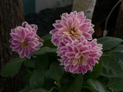 -金科花卉市场