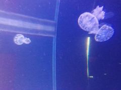 -左海海底世界