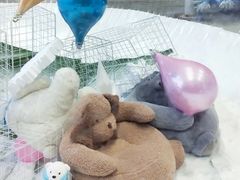 -Mr·Kuma酷么先生雪之乐园