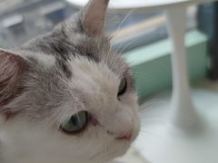 -怪兽屋·羊驼·猫咖·狗咖(俊华广场店)