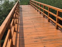 -白渔泡湿地公园