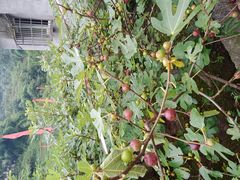 -小八仙·宴(三峡茶庄店)