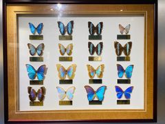 -上海昆虫博物馆