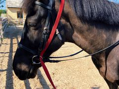 -北京群众马术培训基地