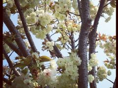 android_upload_pic-高东镇樱花园