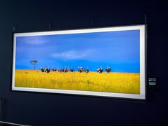 -罗红摄影艺术馆