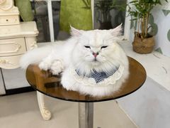 -共舞时光猫咖·狗咖(新街口店)