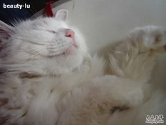 -Babycat私家御饼屋(龙头路一店)