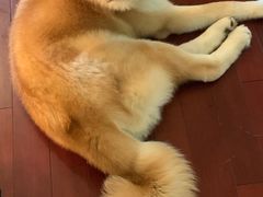 -喜柴咖啡·柴犬狗咖