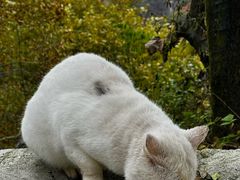 -秦岭终南山世界地质公园翠华山景区