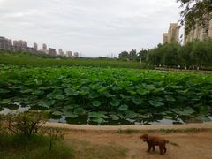 -前关湿地公园