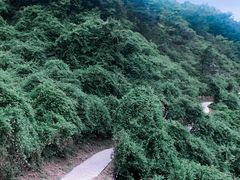 -金龙寺国家森林公园