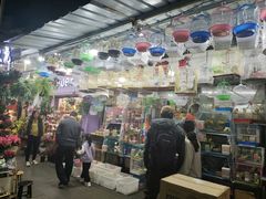 -溪岸路花鸟市场