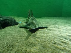 -上海海洋水族馆