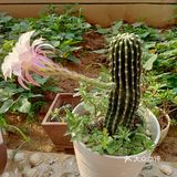 金琥之花