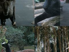 -广州长隆野生动物世界
