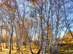 -塞罕坝国家级自然保护区