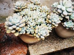 -月栖华明-云间草堂清茶馆(泗泾古镇店)