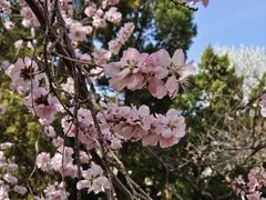 -桃花堤公园