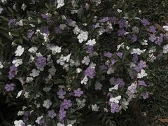 -云溪植物园