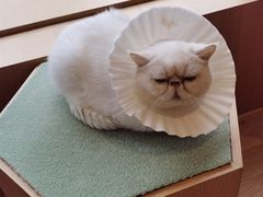 -CAT’S MEWSTAR CAFE·喵星球猫屋(晴湾咖啡店)
