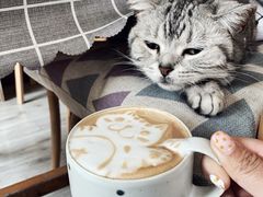 -海边的猫和咖啡馆