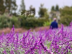 -花开海上生态园