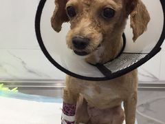 -伟伟宠物医院·CT影像中心·瑞派犬猫综合性门诊(汉口总院)
