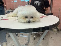 -FAELING PETS美天灵宠物(合生汇店)