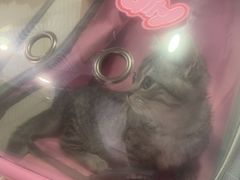 -守诺宠物医院·眼科· 特色牙科·异宠专科(虹口店)