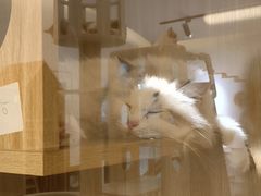 -猫域·湾主题猫咖·宠物吧(南坪城市广场店)