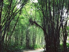 -开平碉楼文化旅游区马降龙景区