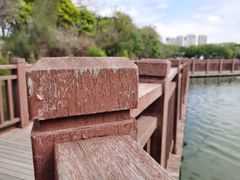 -五缘湾湿地公园