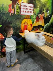 -神奇动物撸宠馆·羊驼·小浣熊·异宠(豫园店)