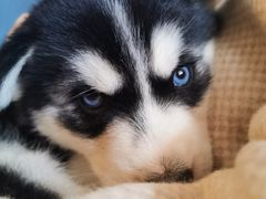 -喜柴咖啡·柴犬狗咖