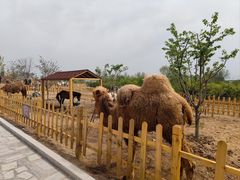 -莱阳濯村樱花园