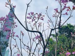-荔枝公园(福田区)