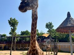 -西霞口神雕山野生动物世界