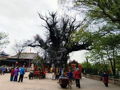 -大槐树寻根祭祖园