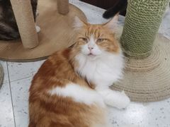 -喵园·猫主题咖啡厅·撸猫·猫咖(国贸店)