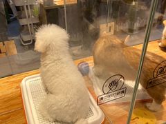 -狗道宠物(常熟印象城店)