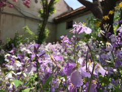 -莱阳濯村樱花园