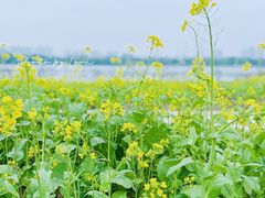 -海珠湖公园