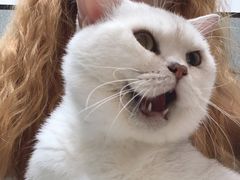 -御宝贝·A梦猫科宠物医院(国际猫友好医院)