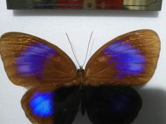 -上海昆虫博物馆