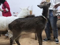 -猫色咖啡·猫咖